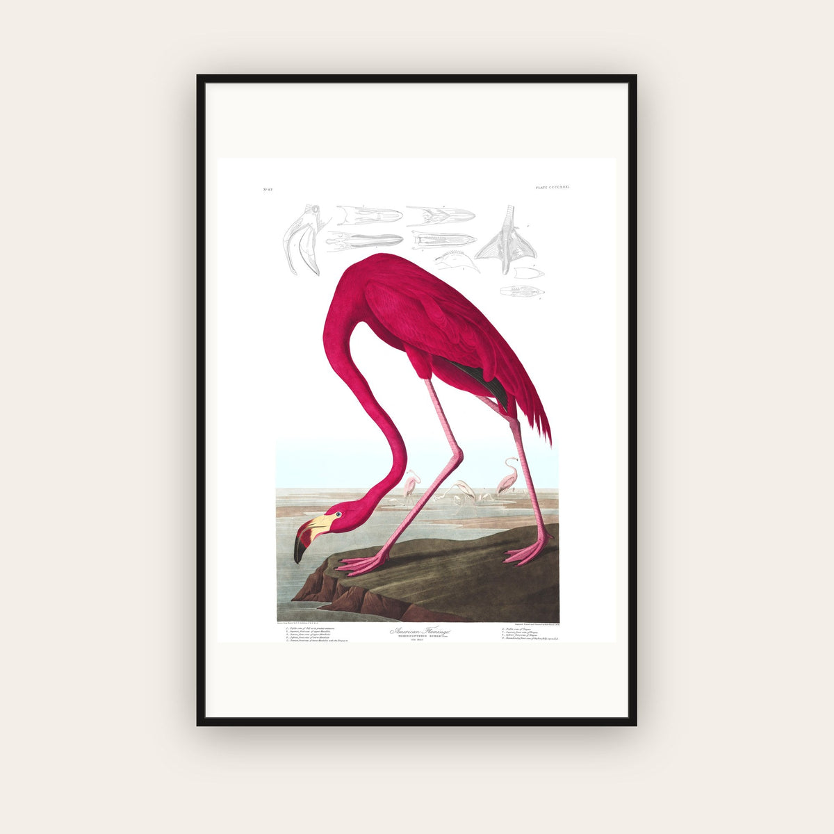 Audubon — Birds of America