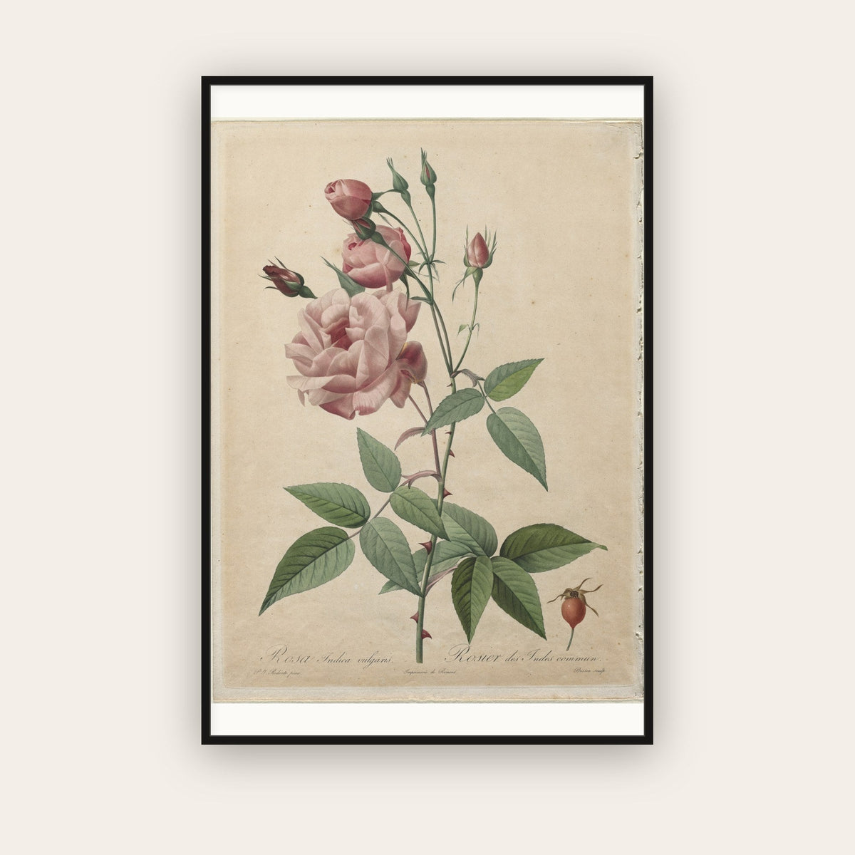 Vintage Botanical Prints