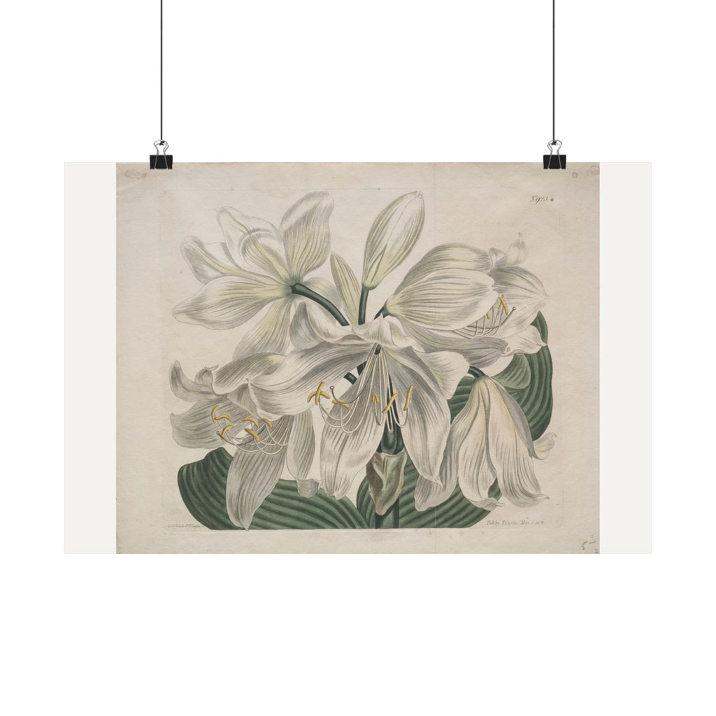 White Cape Coast Lily — Sydenham Edwards (1806)