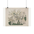 White Cape Coast Lily — Sydenham Edwards (1806)