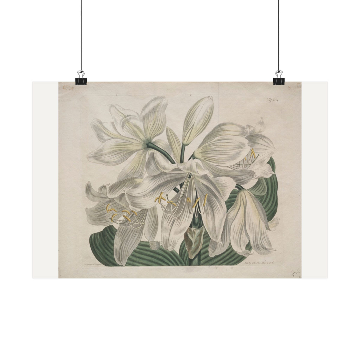 White Cape Coast Lily — Sydenham Edwards (1806)