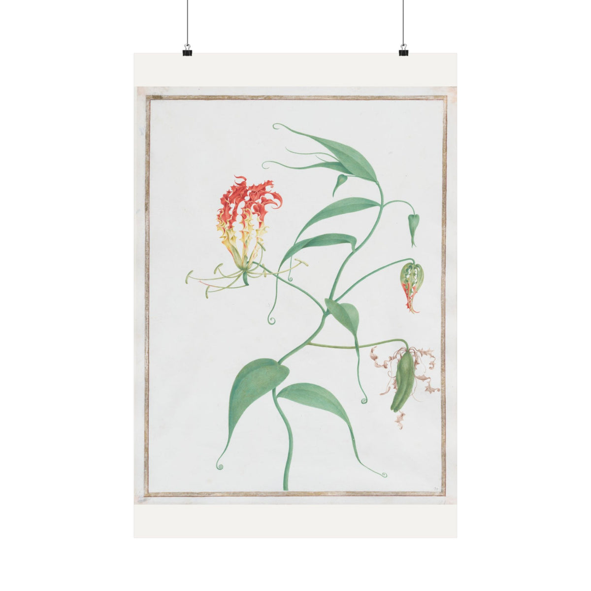 Gloriosa Superba — Climbing Lily — Pierre-Joseph Redouté (c. 1810)