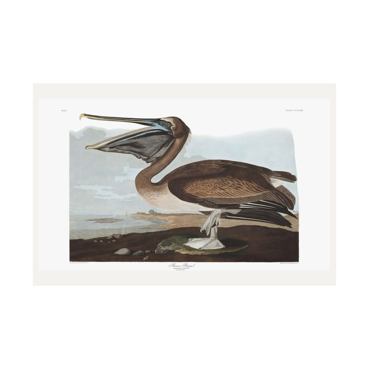 Brown Pelican — Plate 421 — John James Audubon (1827–38)