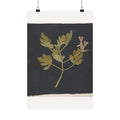 Botanical Study on Black — Paper Mosaick — Mary Delany (c. 1775)