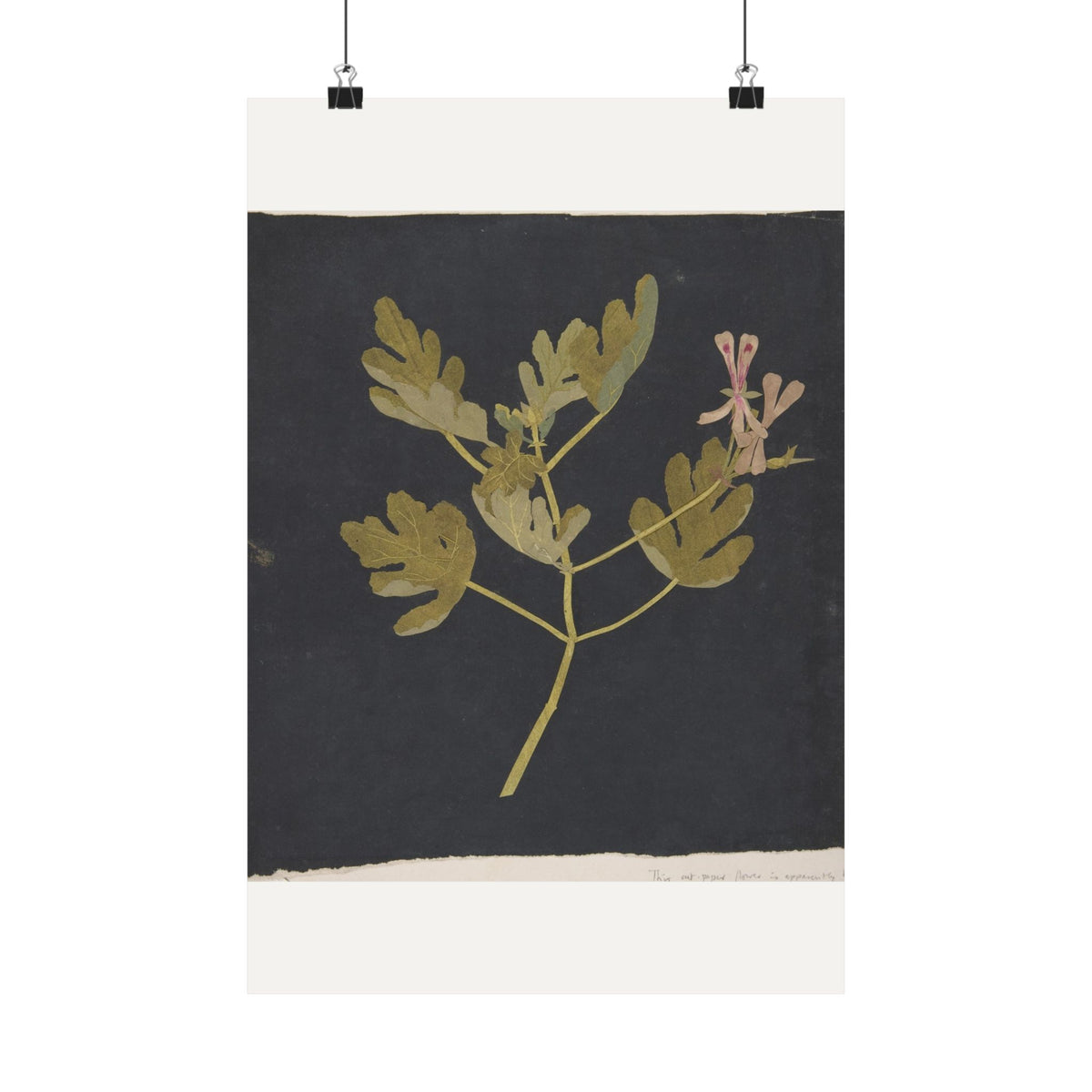 Botanical Study on Black — Paper Mosaick — Mary Delany (c. 1775)