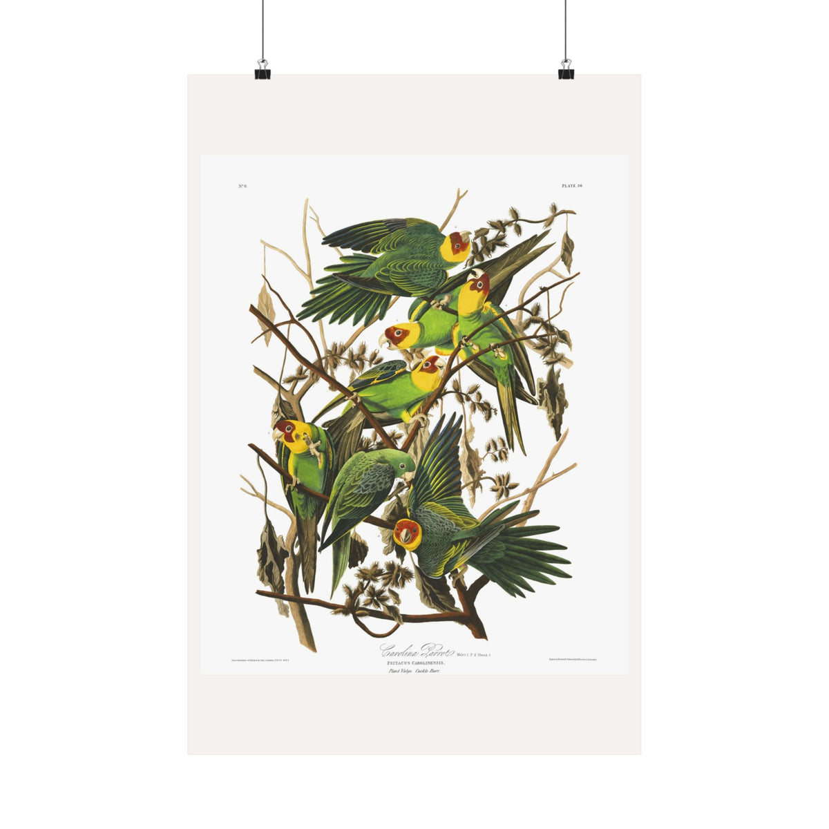 Carolina Parrot — Plate 26 — John James Audubon (1827–38)