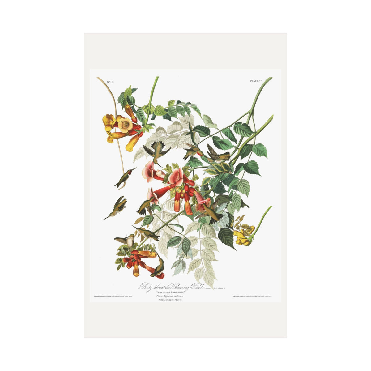 Ruby-throated Humming Bird — Plate 47 — John James Audubon (1827–38)