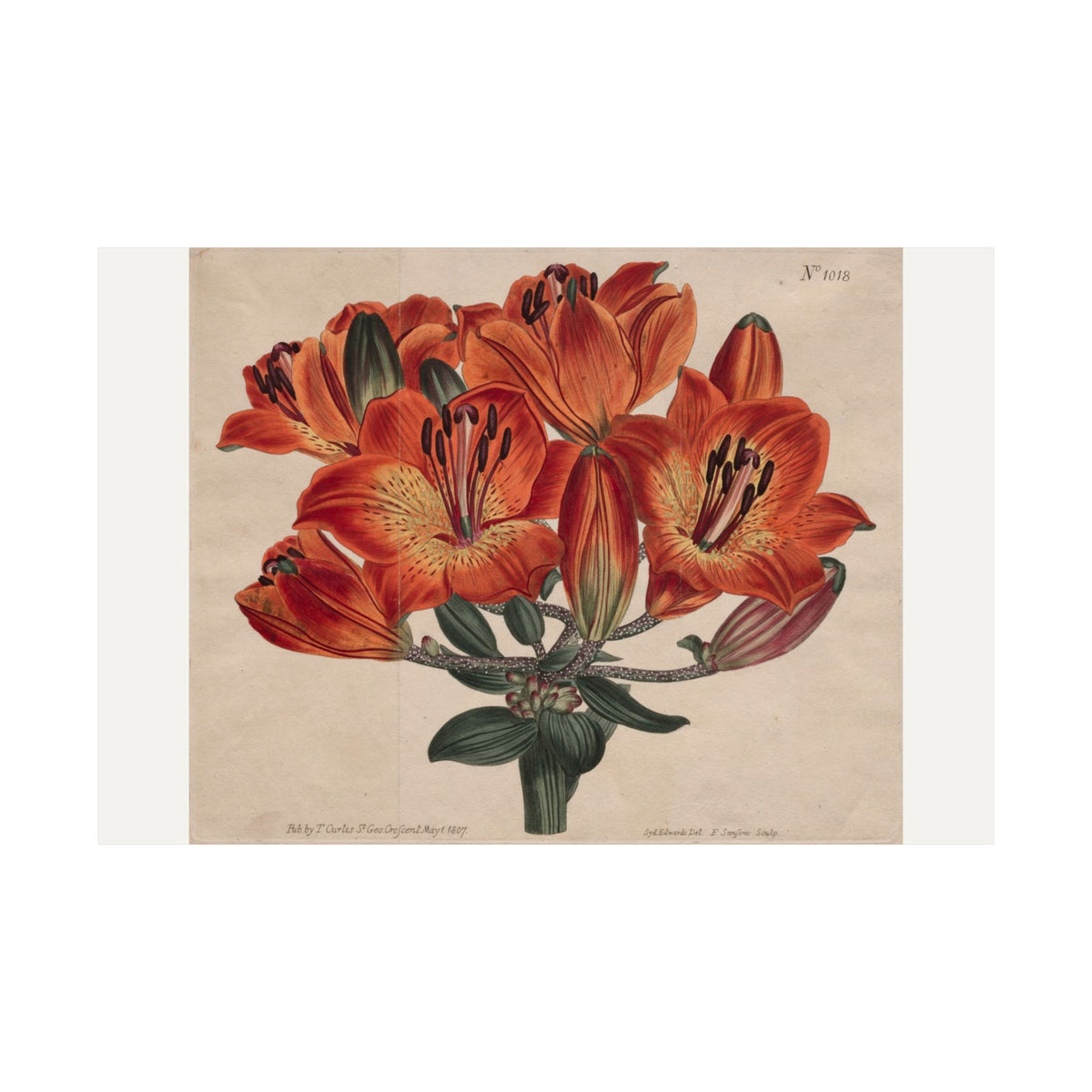 Umbel-Flowering Bulb — Orange Lilies — Sydenham Edwards (1807)