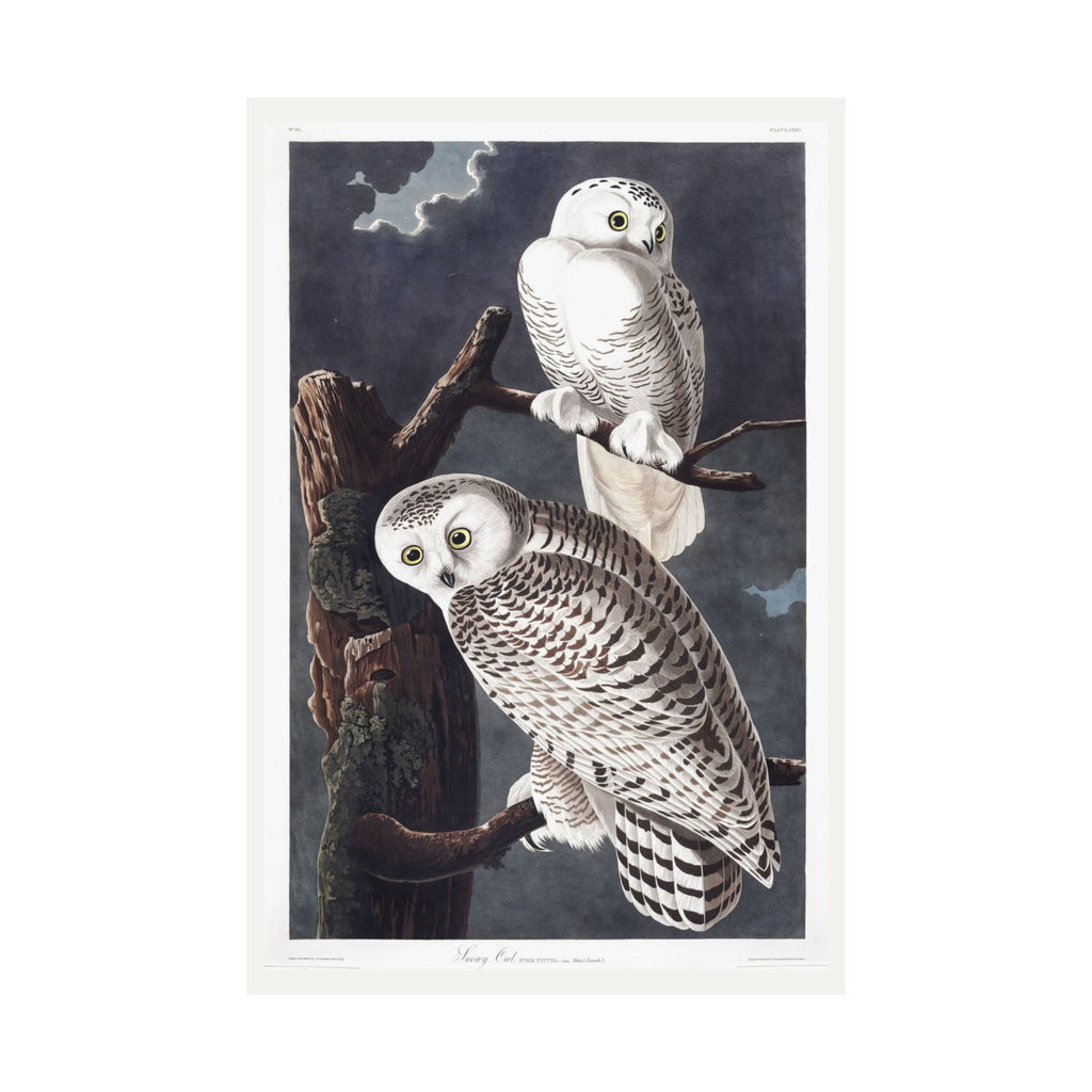 Snowy Owl — Plate 121 — John James Audubon (1827–38)