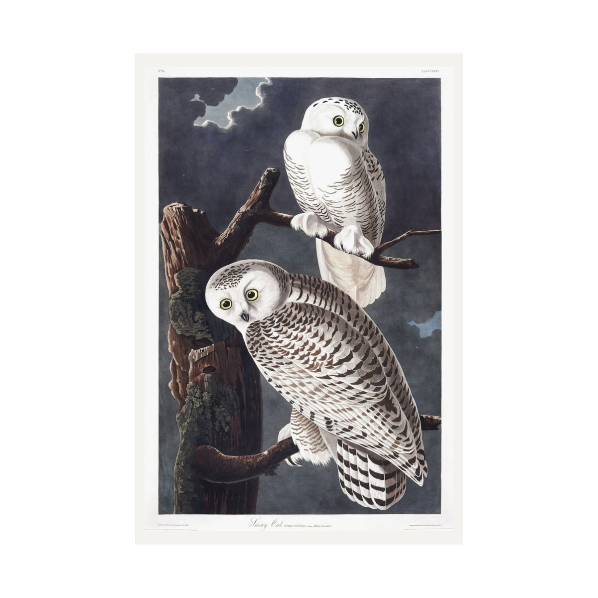 Snowy Owl — Plate 121 — John James Audubon (1827–38)