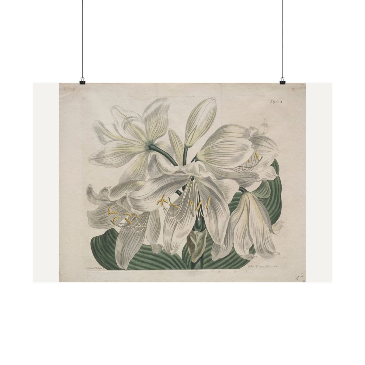 White Cape Coast Lily — Sydenham Edwards (1806)