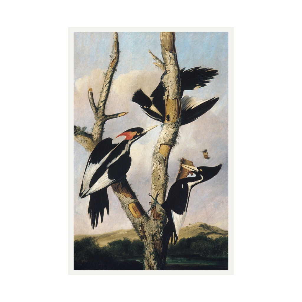 Ivory-billed Woodpeckers — Joseph Bartholomew Kidd, after Audubon (c. 1831)