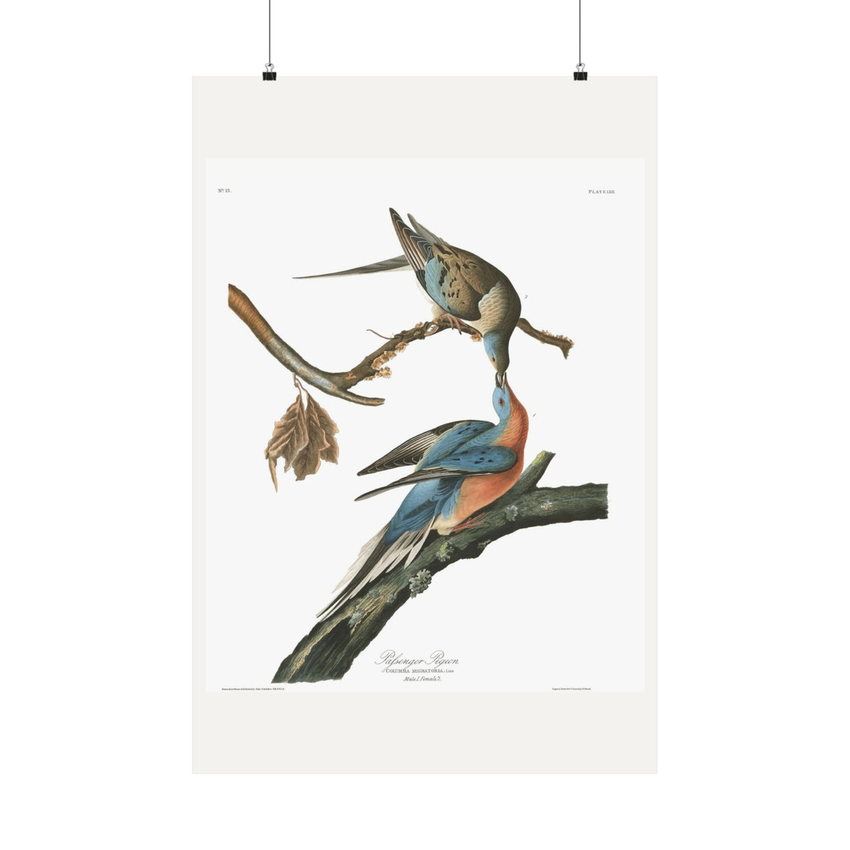 Passenger Pigeon — Plate 62 — John James Audubon (1827–38)