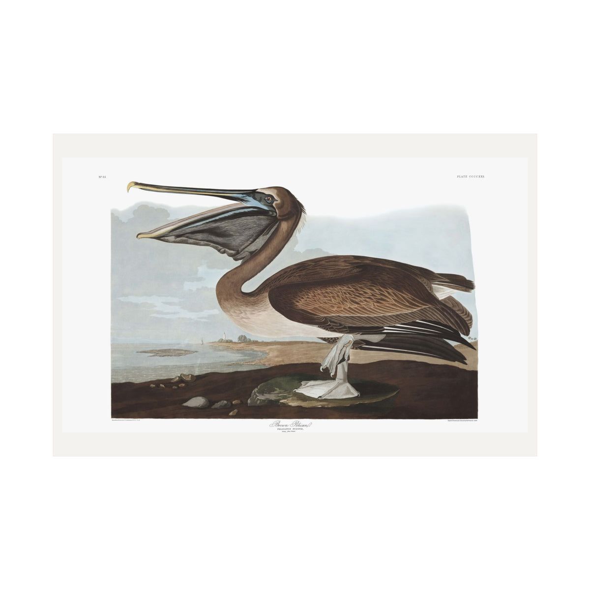 Brown Pelican — Plate 421 — John James Audubon (1827–38)
