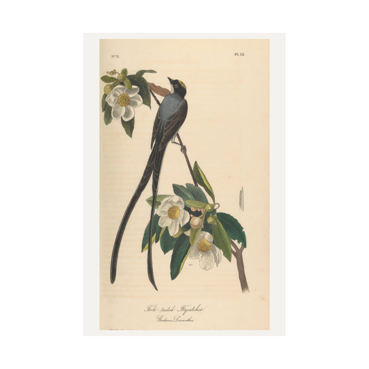 Fork-tailed Flycatcher — John James Audubon (1840)