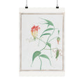 Gloriosa Superba — Climbing Lily — Pierre-Joseph Redouté (c. 1810)