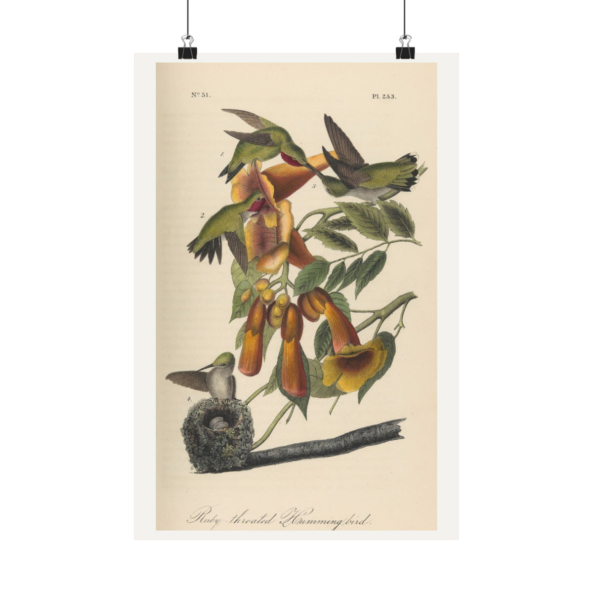 Ruby-throated Hummingbird — John James Audubon (1842)