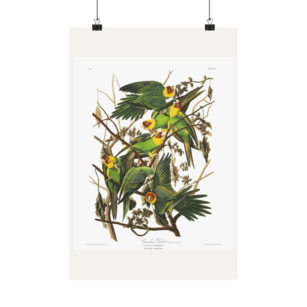 Carolina Parrot — Plate 26 — John James Audubon (1827–38)