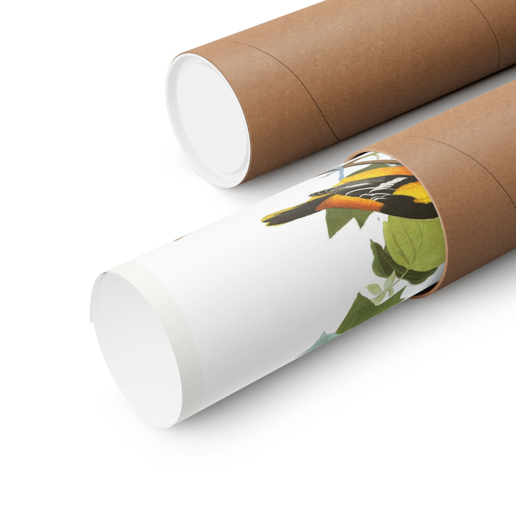 Baltimore Oriole — Plate 12 — John James Audubon (1827–38)