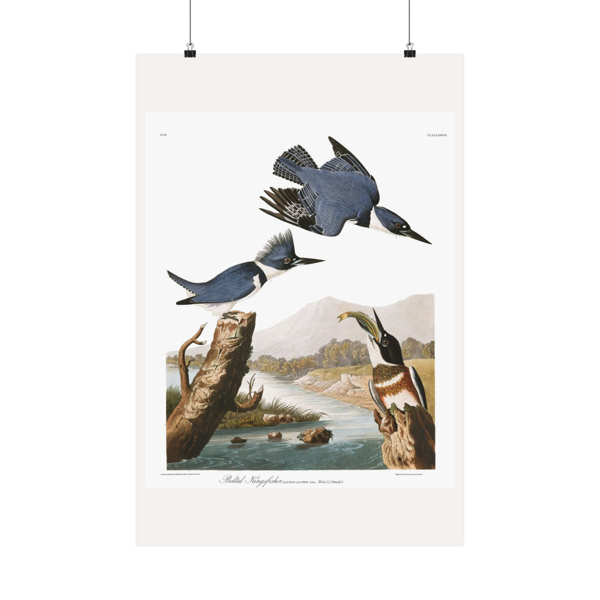 Belted Kingfisher — Plate 77 — John James Audubon (1827–38)