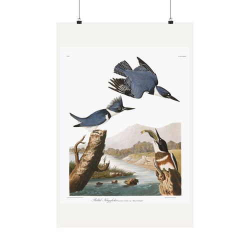 Belted Kingfisher — Plate 77 — John James Audubon (1827–38)
