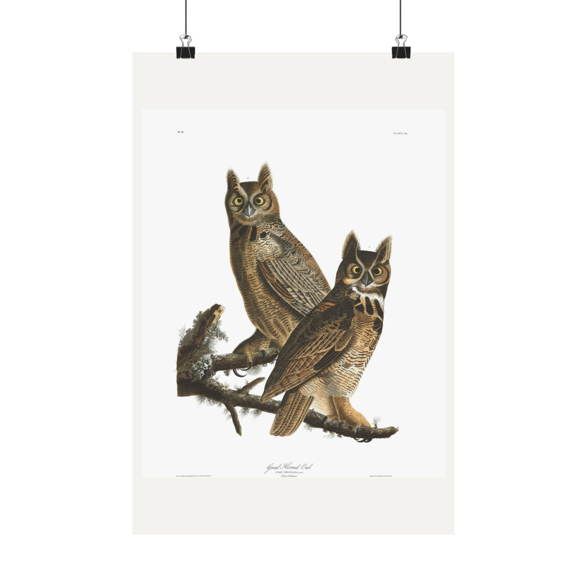 Great Horned Owl — Plate 61 — John James Audubon (1827–38)