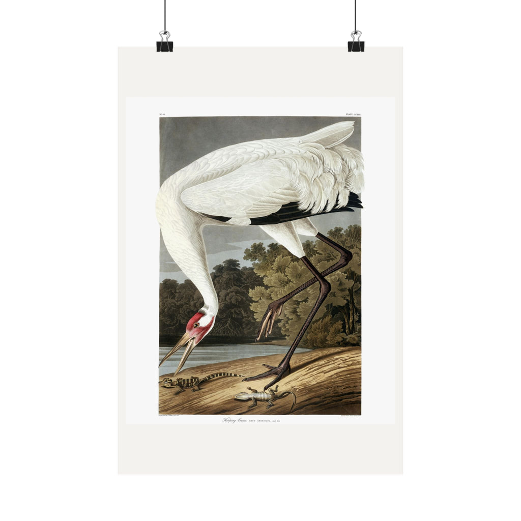 Hooping Crane — Plate 226 — John James Audubon (1827–38)
