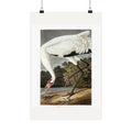 Hooping Crane — Plate 226 — John James Audubon (1827–38)