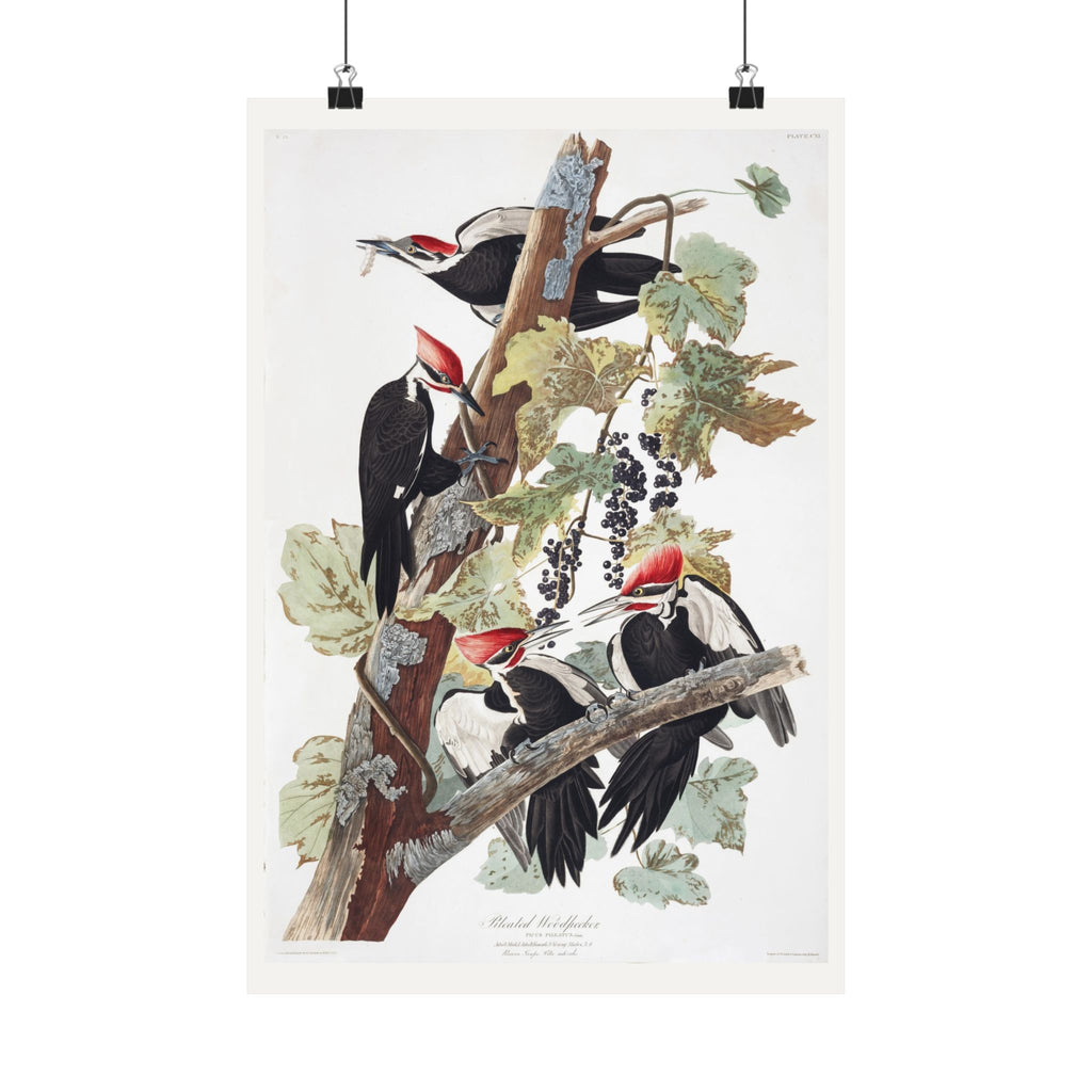 Pileated Woodpecker — Plate 111 — John James Audubon (1827–38)