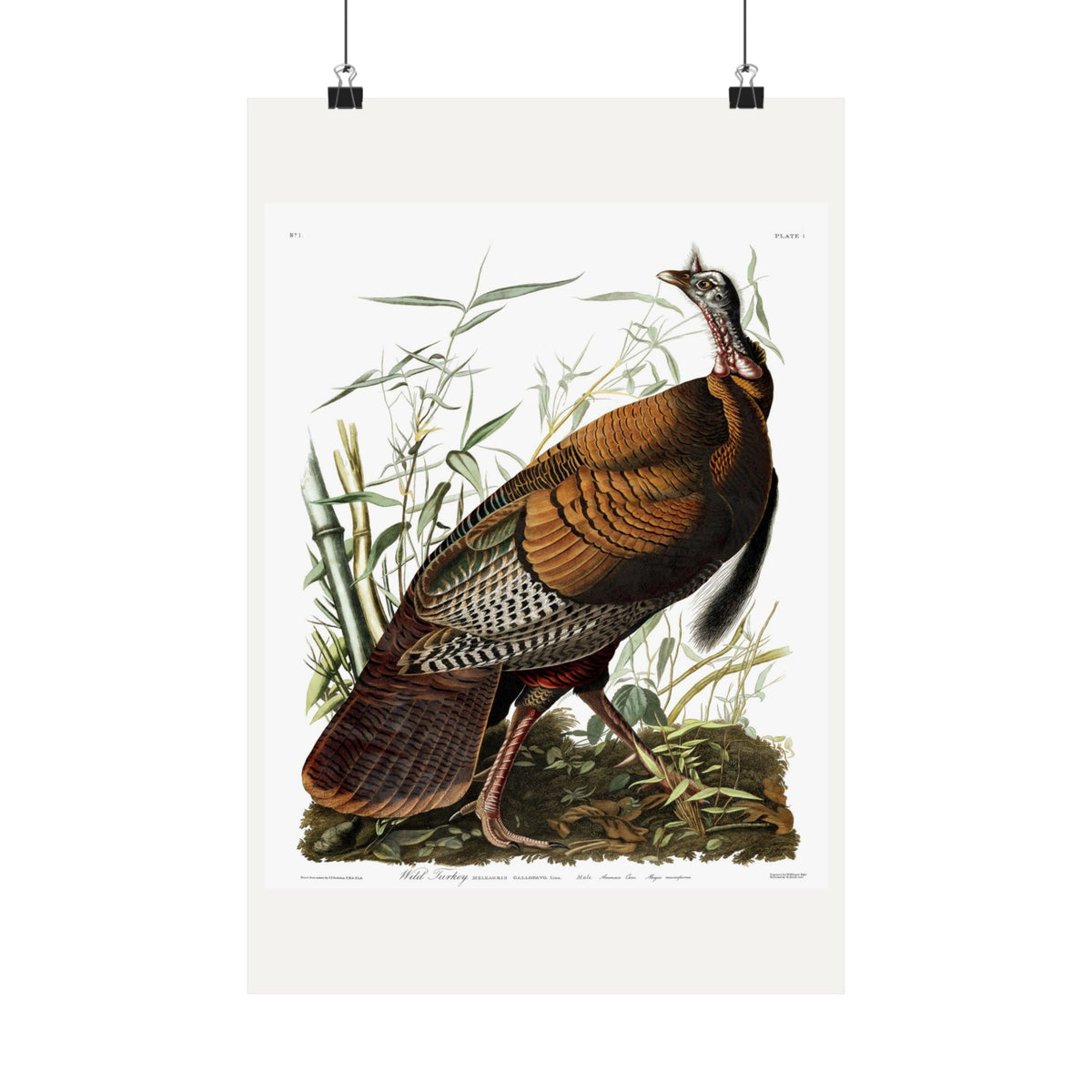 Wild Turkey — Plate 1 — John James Audubon (1827–38)