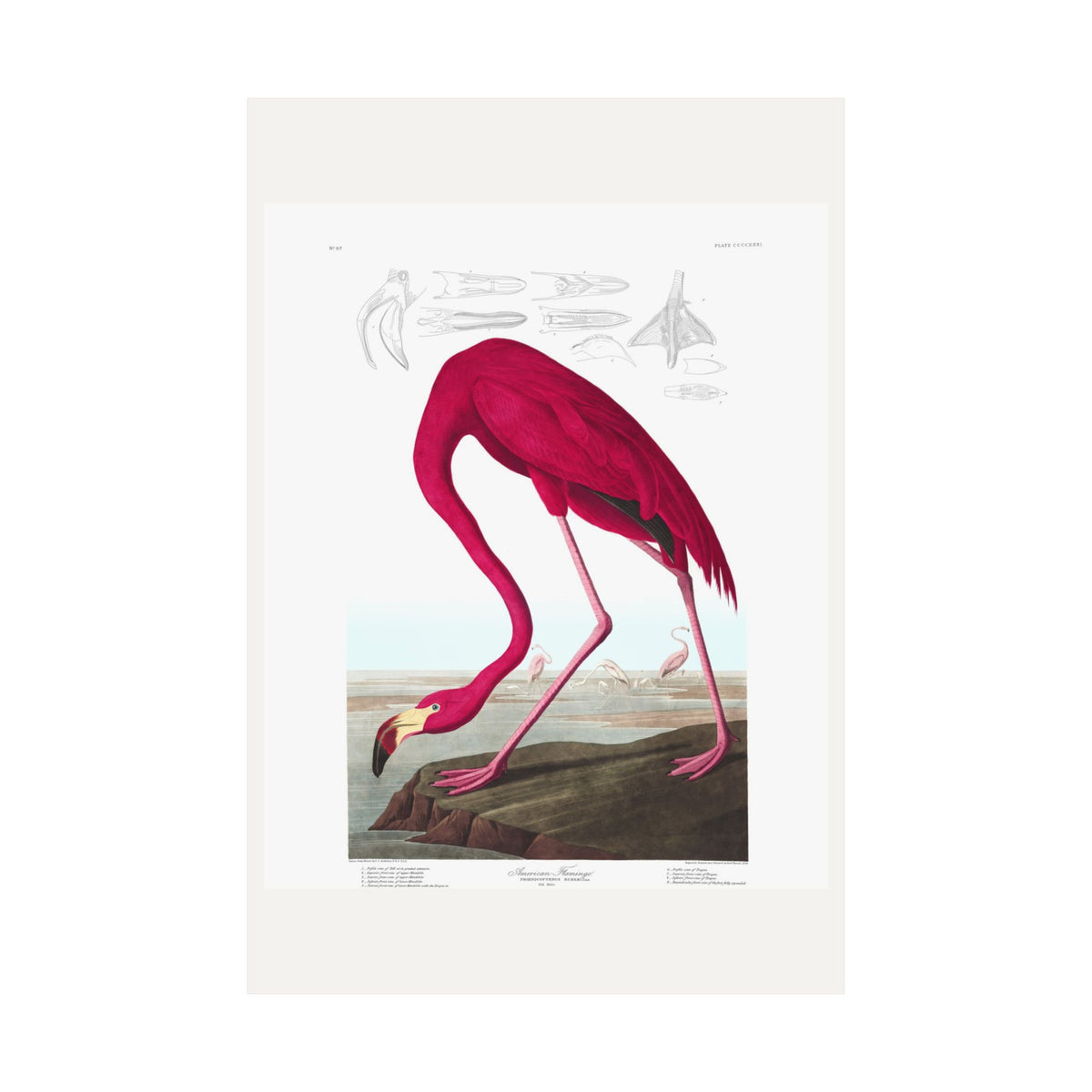 American Flamingo — Plate 431 — John James Audubon (1827–38)