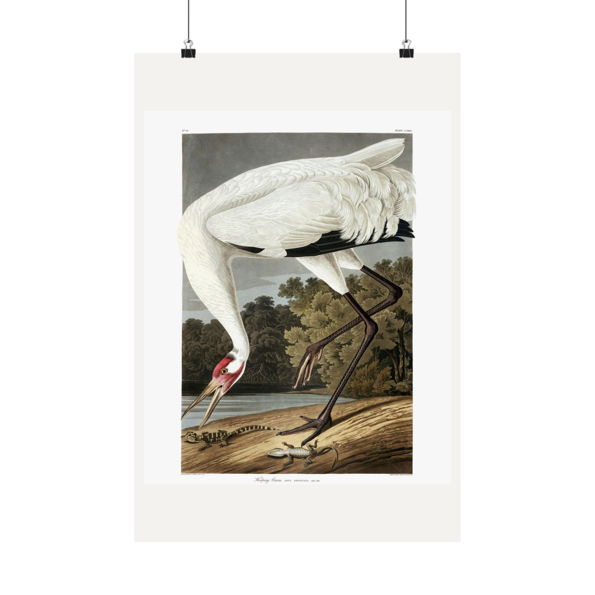 Hooping Crane — Plate 226 — John James Audubon (1827–38)