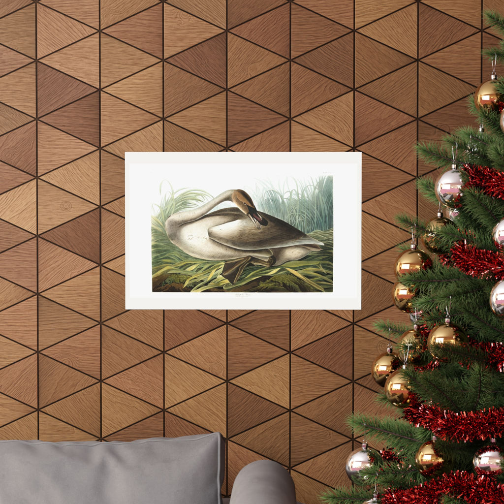 Trumpeter Swan — Plate 376 — John James Audubon (1827–38)