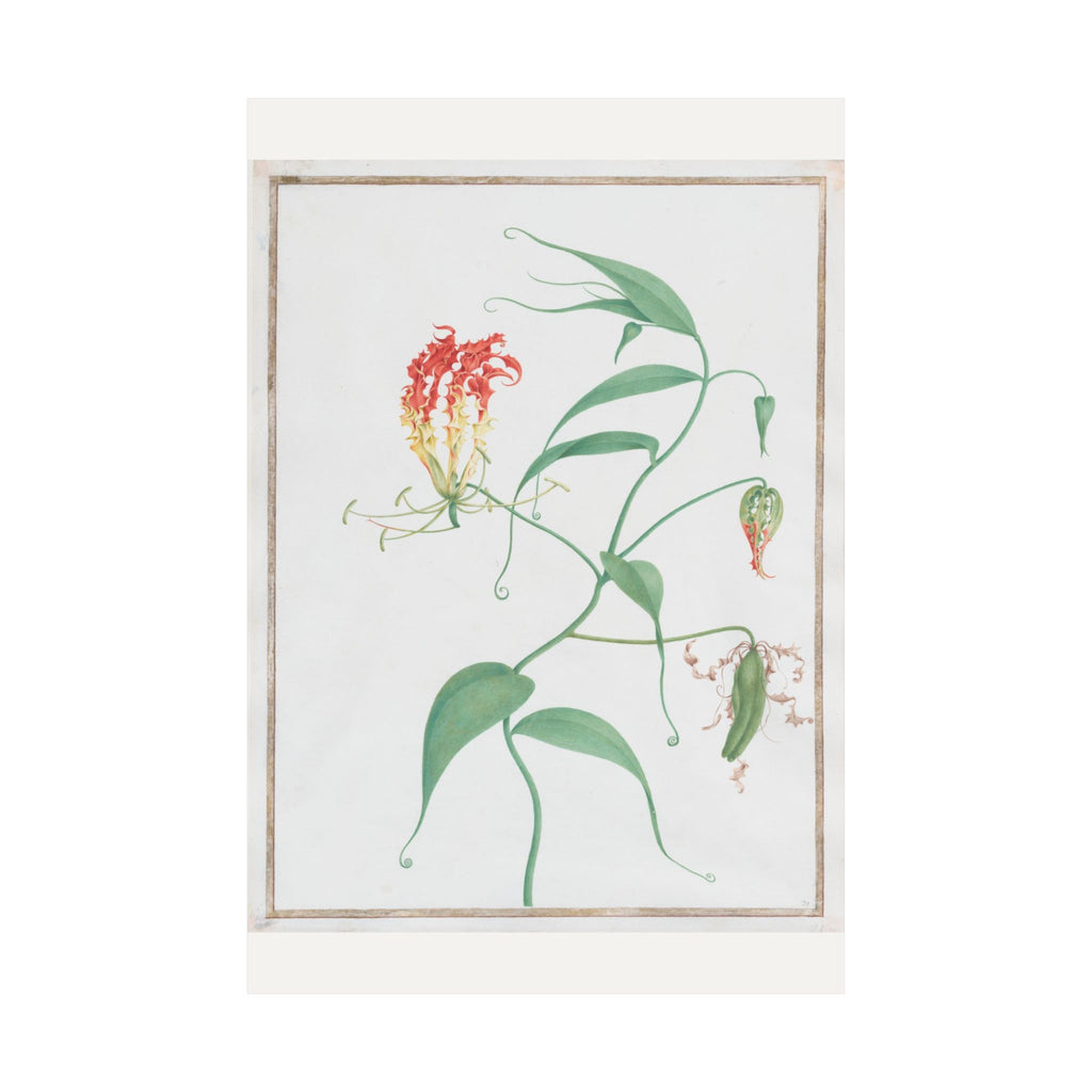 Gloriosa Superba — Climbing Lily — Pierre-Joseph Redouté (c. 1810)