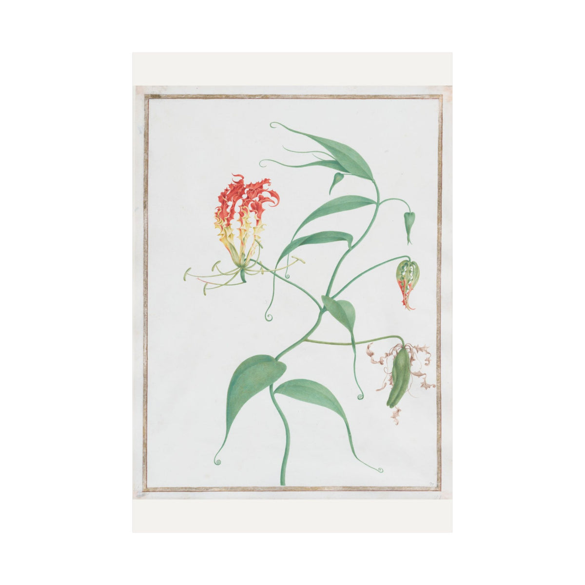 Gloriosa Superba — Climbing Lily — Pierre-Joseph Redouté (c. 1810)