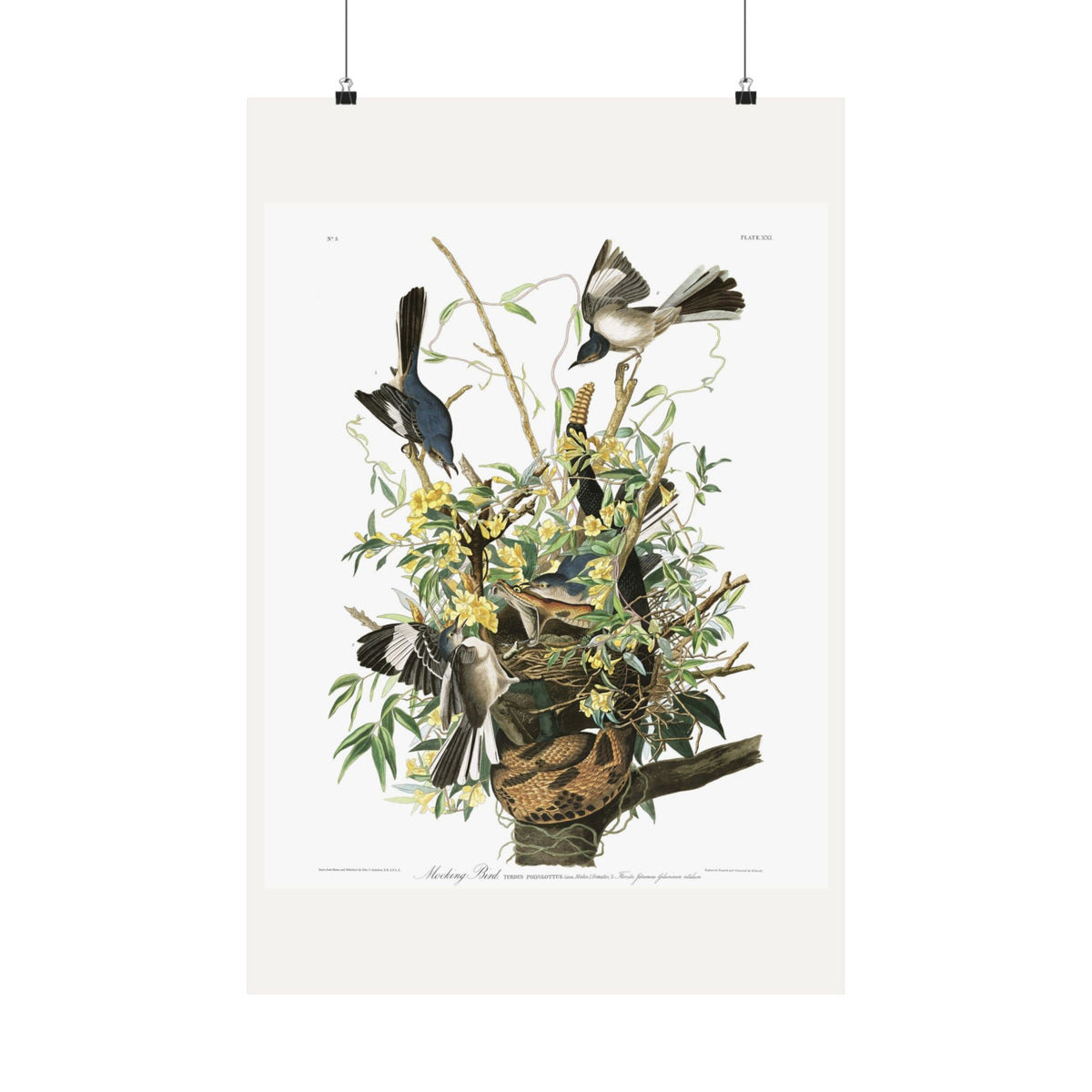 Mocking Bird — Plate 21 — John James Audubon (1827–38)