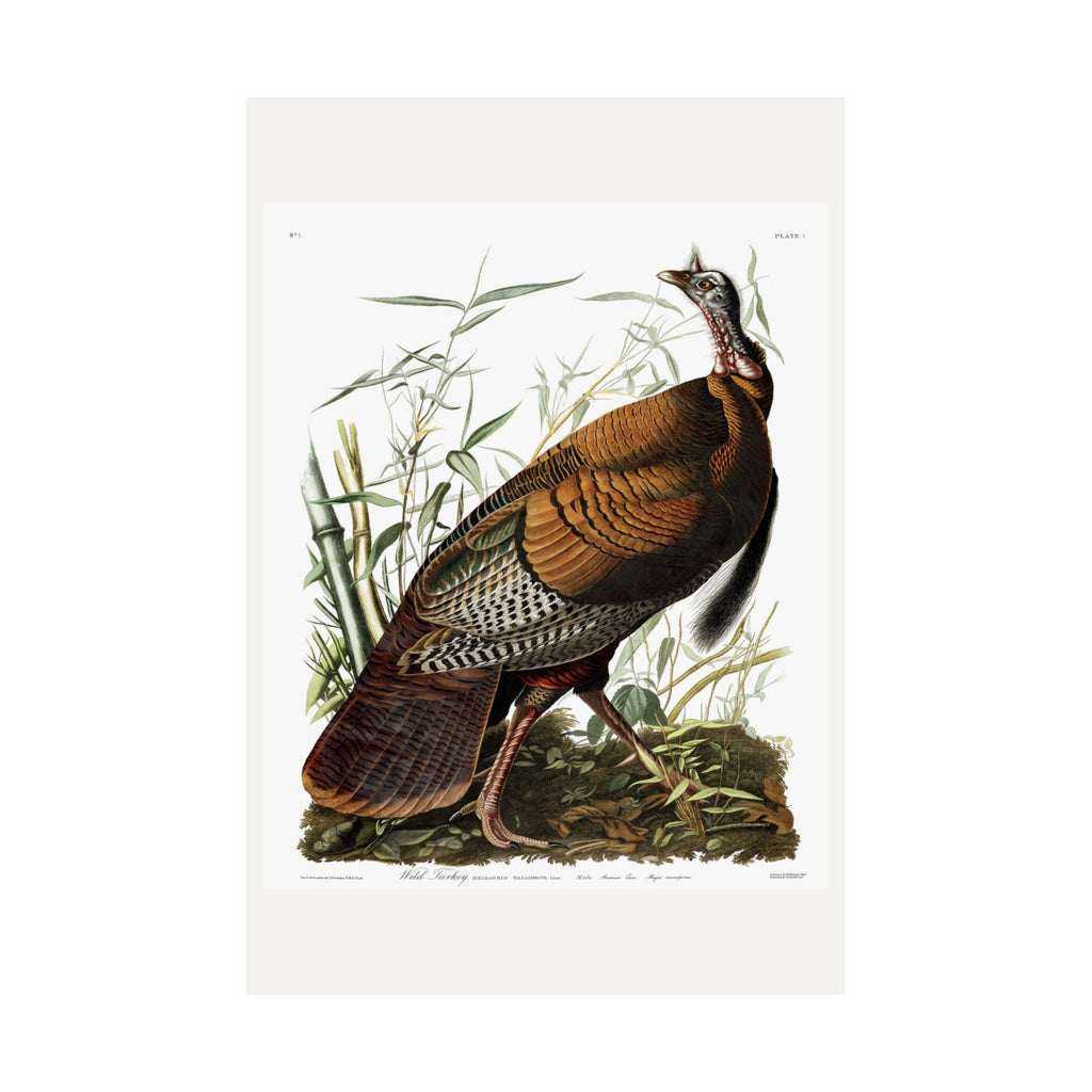 Wild Turkey — Plate 1 — John James Audubon (1827–38)