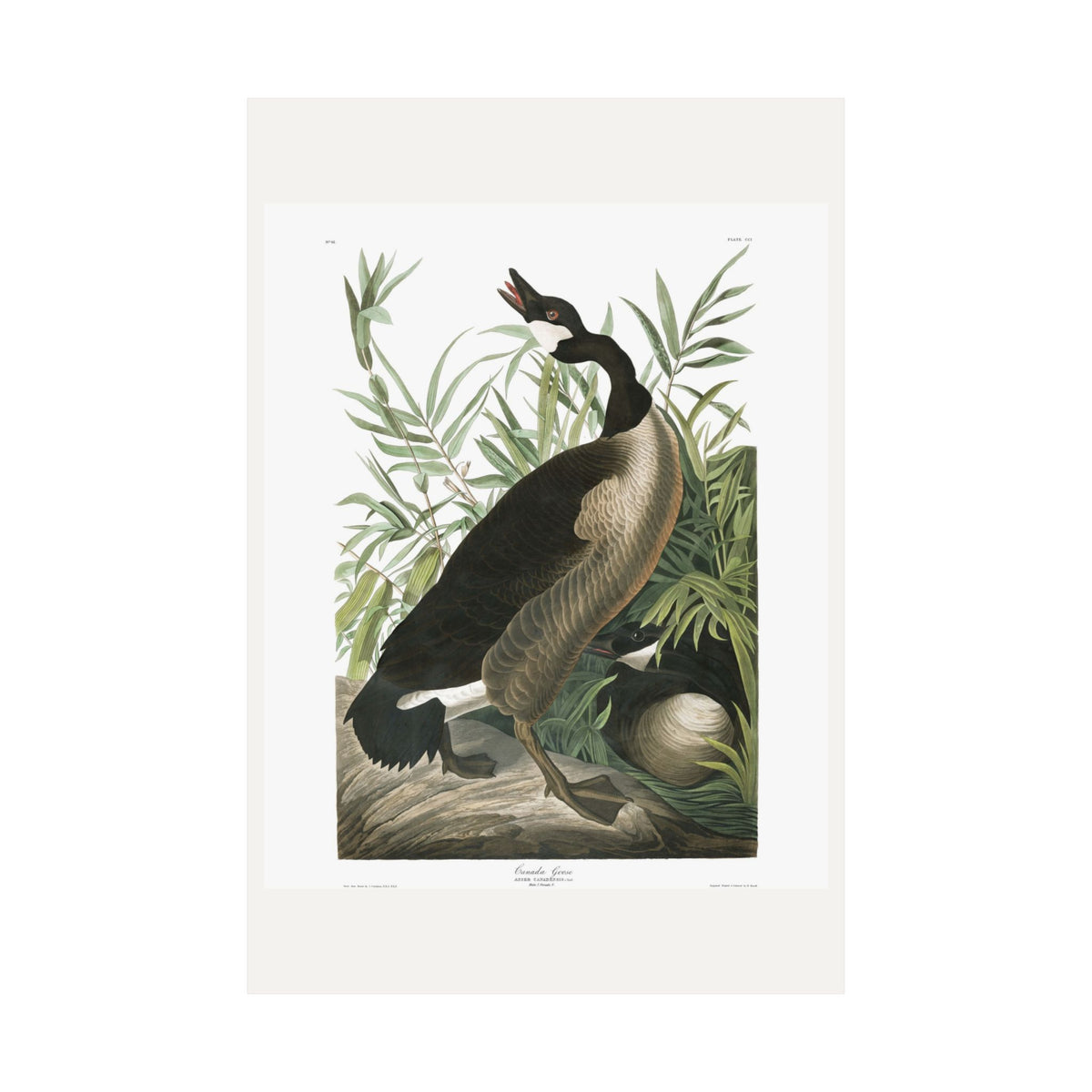 Canada Goose — Plate 201 — John James Audubon (1827–38)
