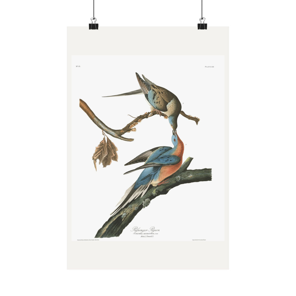 Passenger Pigeon — Plate 62 — John James Audubon (1827–38)