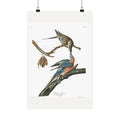 Passenger Pigeon — Plate 62 — John James Audubon (1827–38)