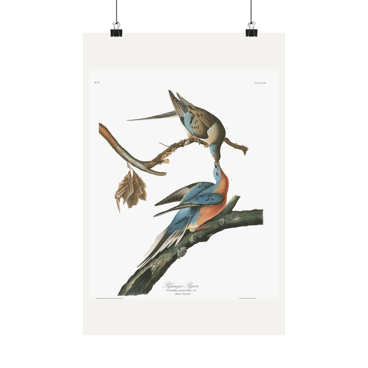 Passenger Pigeon — Plate 62 — John James Audubon (1827–38)