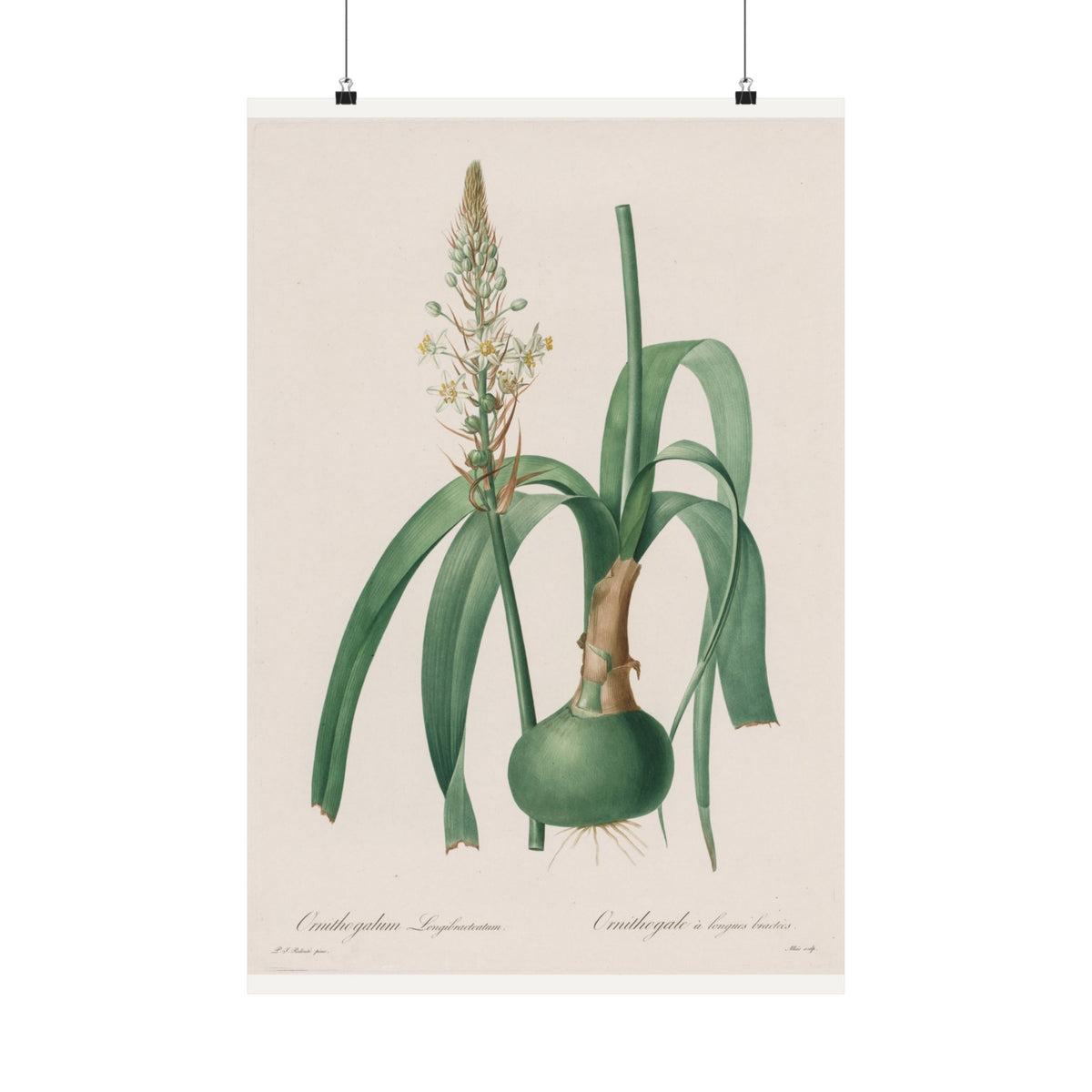 Ornithogalum — Star of Bethlehem — Pierre-Joseph Redouté (1802)