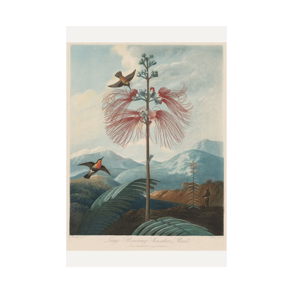 Large Flowering Sensitive Plant with Hummingbird — Robert John Thornton (1799)