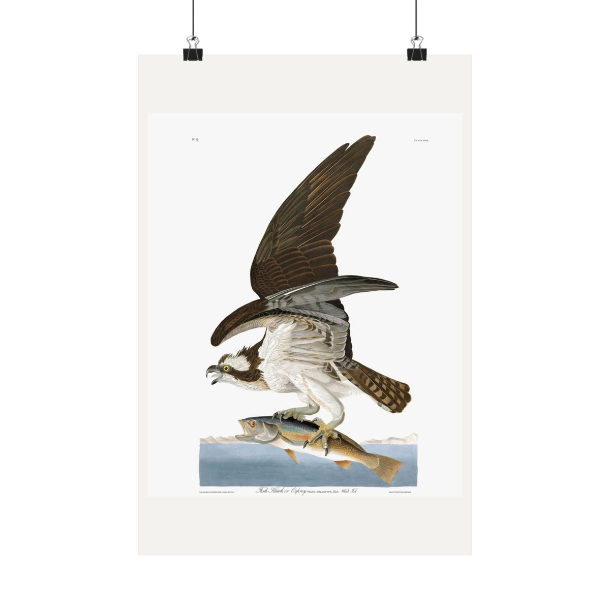 Fish Hawk, or Osprey — Plate 81 — John James Audubon (1827–38)