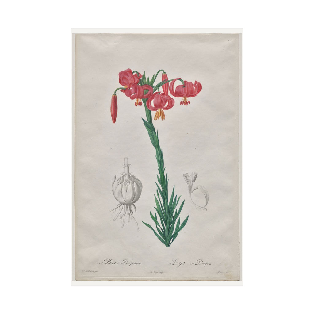 Turban Lily — Lilium Pomponium — Pierre-Joseph Redouté (1802)