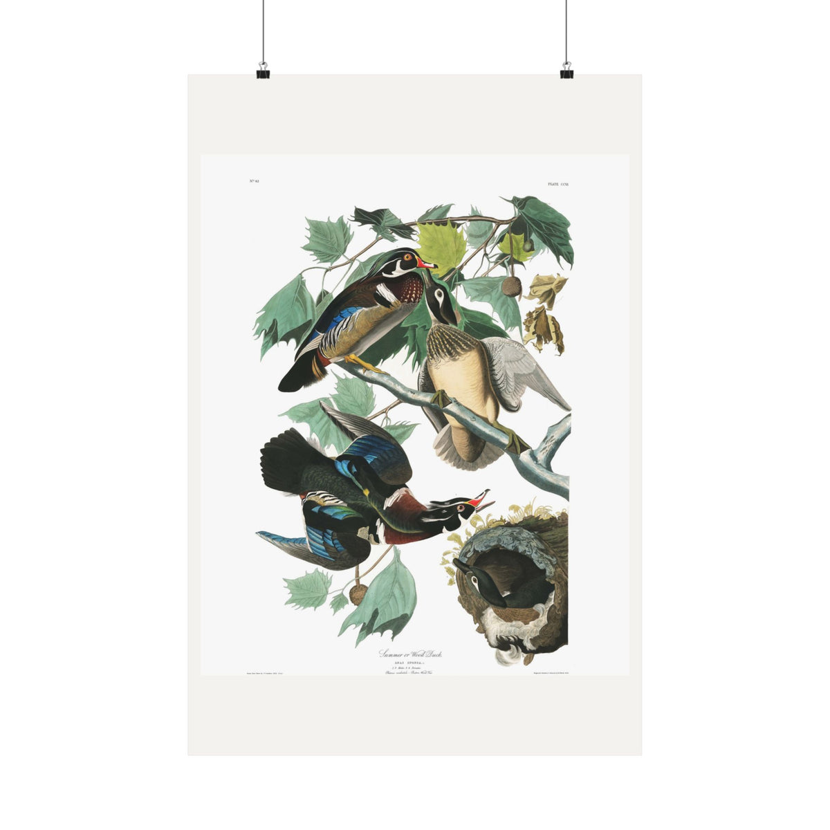 Summer, or Wood Duck — Plate 206 — John James Audubon (1827–38)