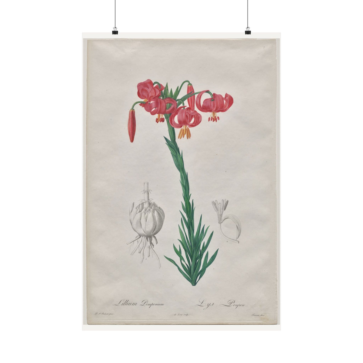 Turban Lily — Lilium Pomponium — Pierre-Joseph Redouté (1802)