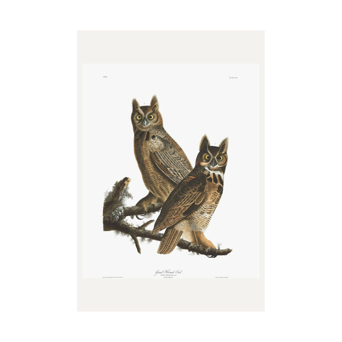 Great Horned Owl — Plate 61 — John James Audubon (1827–38)