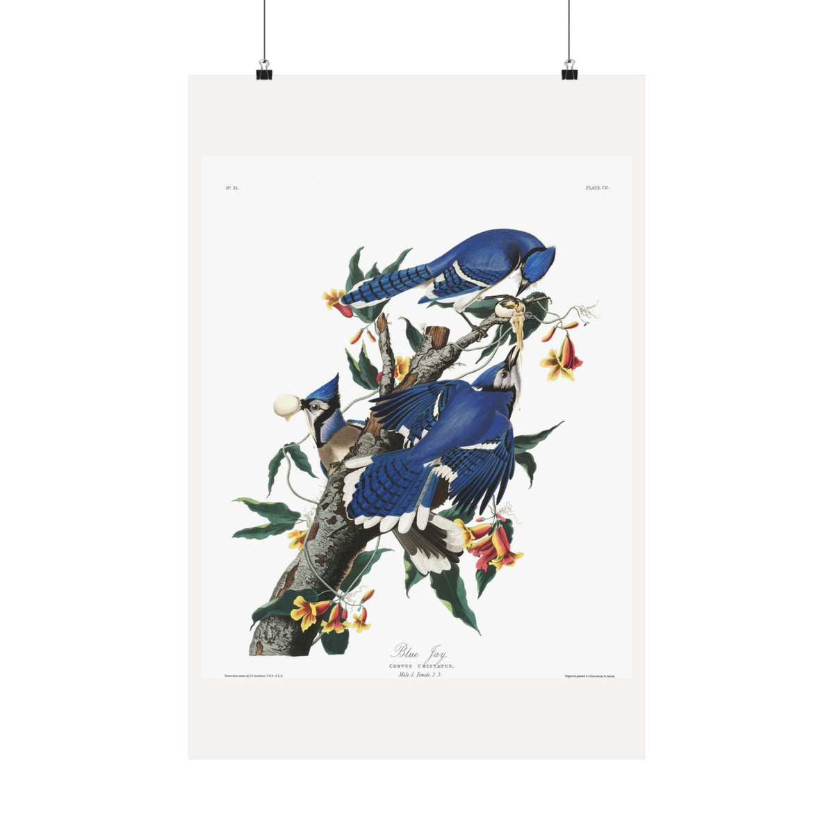 Blue Jay — Plate 102 — John James Audubon (1827–38)
