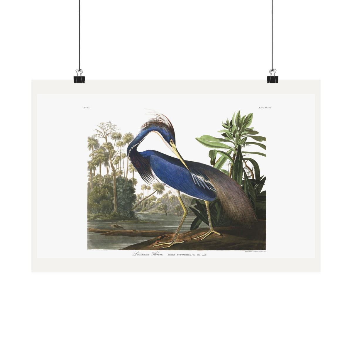 Louisiana Heron — Plate 217 — John James Audubon (1827–38)